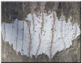 Crustose Lichen from Covington, Louisiana