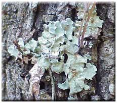 Foliose Lichen from Covington, Louisiana