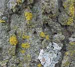 Lichen