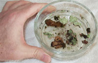 Pic 1: Lichen in glass container
